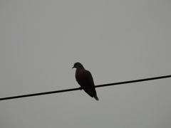 Streptopelia tranquebarica