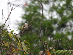 Pycnonotus sinensis formosae