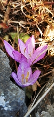 Colchicum feinbruniae