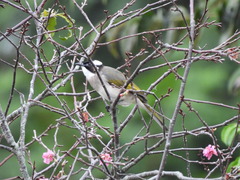 Pycnonotus sinensis formosae