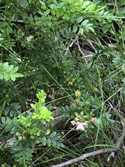 Boronia alata