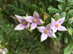 Boronia alata