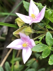 Boronia alata