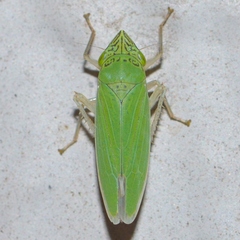 Draeculacephala inscripta