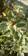 Harmonia axyridis