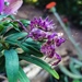 Typical Flower Mantises - Photo (c) suncana, some rights reserved (CC BY), uploaded by suncana