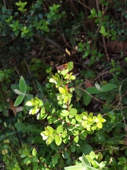 Metisella metis metis