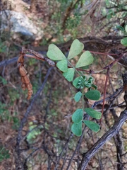 Coronilla valentina