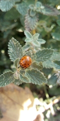 Harmonia axyridis