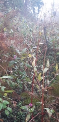 Impatiens glandulifera