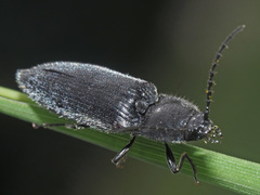 Hemicrepidius niger