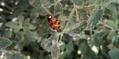 Harmonia axyridis