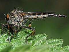 Neoitamus socius