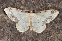 Idaea trigeminata