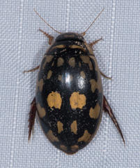 Thermonectus marmoratus