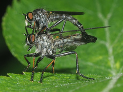 Neoitamus socius