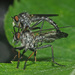 Neoitamus socius - Photo (c) Felix Riegel, some rights reserved (CC BY-NC), uploaded by Felix Riegel