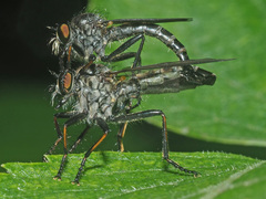 Neoitamus socius