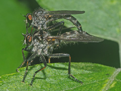 Neoitamus socius