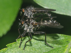 Neoitamus socius