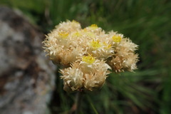 Helichrysum allioides