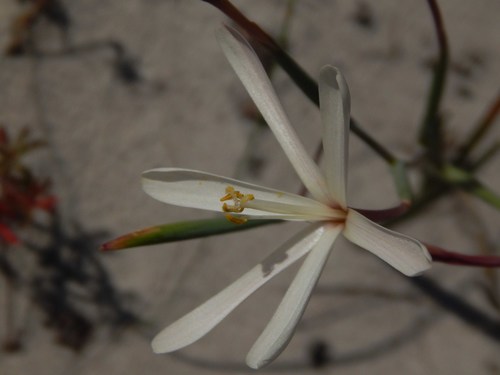 Image of Geissorhiza tenella by no rights reserved