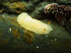 Cadlina modesta