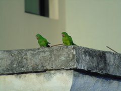 Psittacara leucophthalmus