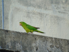 Psittacara leucophthalmus