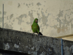 Psittacara leucophthalmus