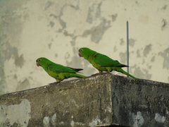 Psittacara leucophthalmus