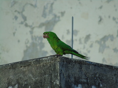 Psittacara leucophthalmus