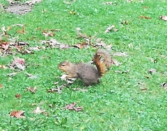 Sciurus niger