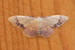 Idaea ostrinaria