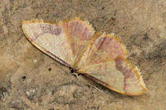 Idaea ostrinaria