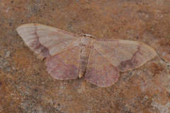 Idaea ostrinaria