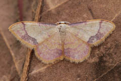 Idaea ostrinaria