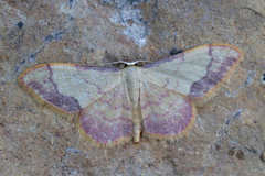 Idaea ostrinaria