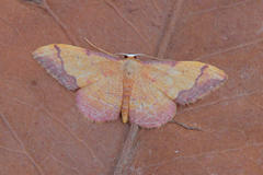 Idaea ostrinaria