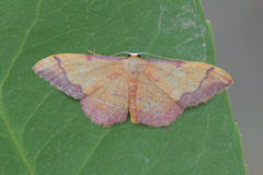 Idaea ostrinaria
