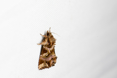 Callopistria duplicans