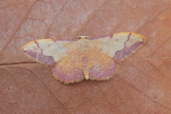 Idaea ostrinaria