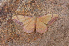 Idaea ostrinaria