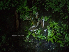 Odorrana hosii