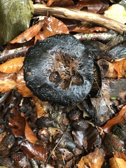 Entoloma medianox