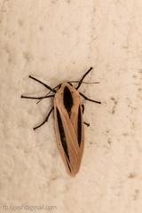 Creatonotos gangis-interrupta agg