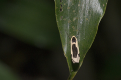 Thysanoptyx incurvata
