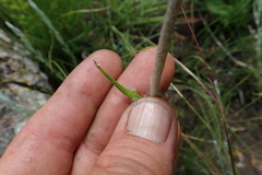 Helichrysum allioides
