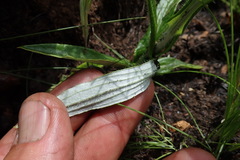 Helichrysum allioides