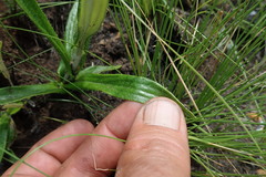 Helichrysum allioides